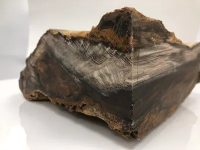 A Closer Look at Petrified Wood