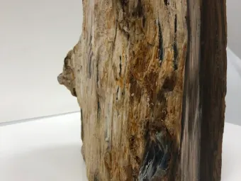 vertical-brown-petrified-wood-specimen