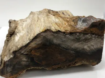 fossilized-wood-specimen-log