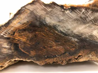 horizontal-brown-petrified-wood-specimen