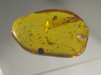 amber specimen with inclusions