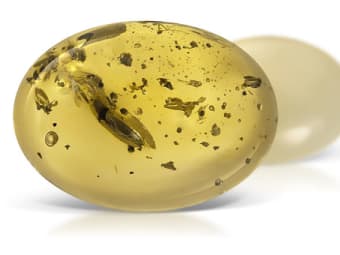 oval shaped yellow copal with inclusions