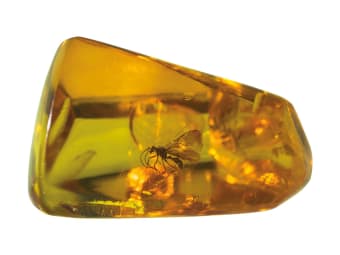 orange uncut amber specimen with bug inside