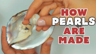 Pearl Videos