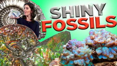 All About Shiny Fossils: Ammolite, Opal and Pyrite
