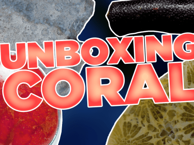 Unboxing Coral: Fossilized Coral, Precious Coral