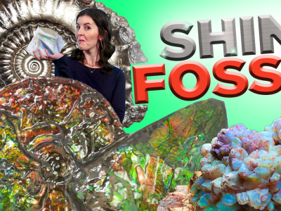 All About Shiny Fossils: Ammolite, Opal & Pyrite