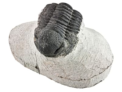 Trilobite Rough