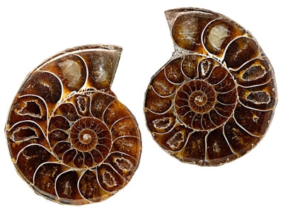 Ammonite Shell Polished