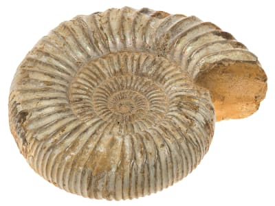 Ammonite Shell Rough