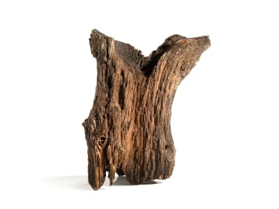 Petrified Wood Rough