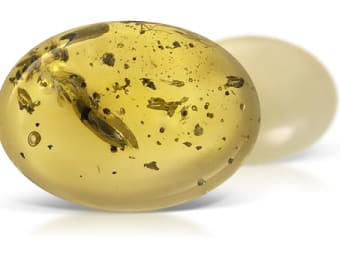 Yellow Copal
