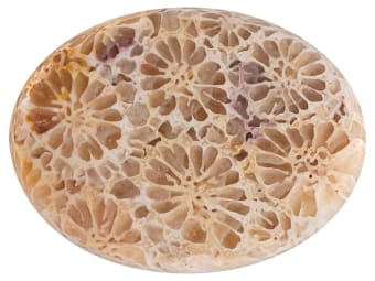 Fossil Coral Coral