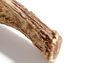 Antler Bone