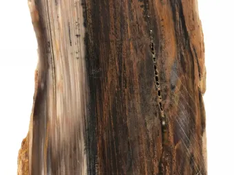 brown-petrified-wood-specimen 