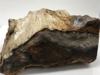 fossilized-wood-specimen-log 