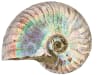 Multi-color Ammonite Shell