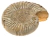 Brown Ammonite Shell