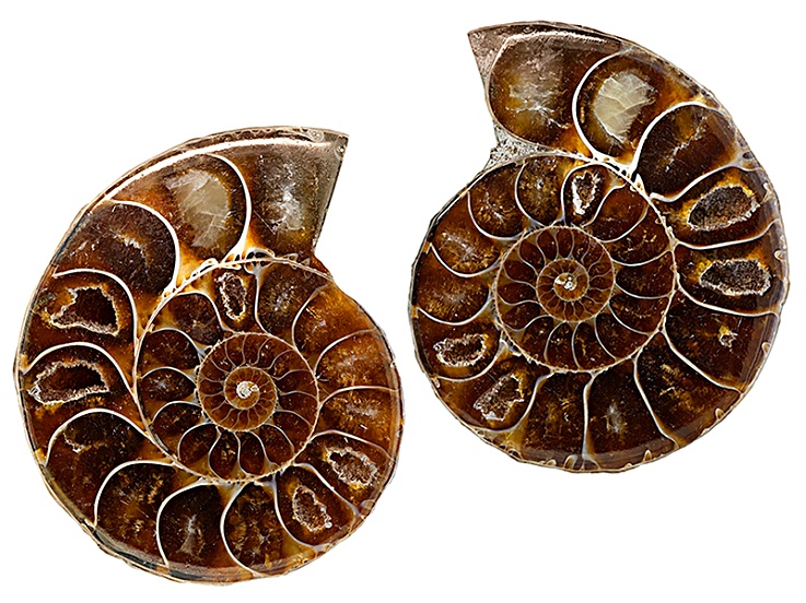 Shell Ammonite Gemstone/Designer Shell Ammonite/Natural Shell Ammonite Cabochon Loose Gemstone/Shell Ammonite Pair/For Earrings/37x6MM/S-802